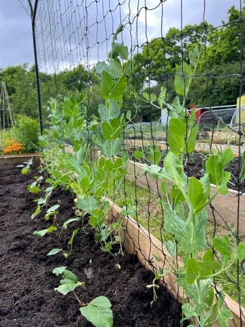 Picture of peas in Manchester Drive Allotments
